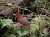 Male House Finch Opening Seed Pod