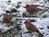 Three In One House Finch Male
