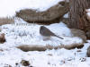 Female Junco Eating In Snow By Pond