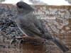 Wet Male Junco On Wooden Step