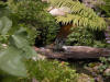 Cedar Waxwing Taking Bath Through Overgrowth