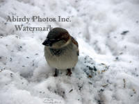 Male House Sparrow In Snow Straight Of Camera
