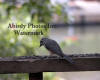 Tufted Titmouse On Railing Looking At Seed