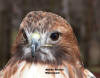Red Tail Hawk Head to Right