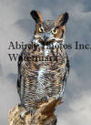 Great Horned Owl Sky Background