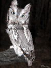 Gray Screech Owl on Log At Night