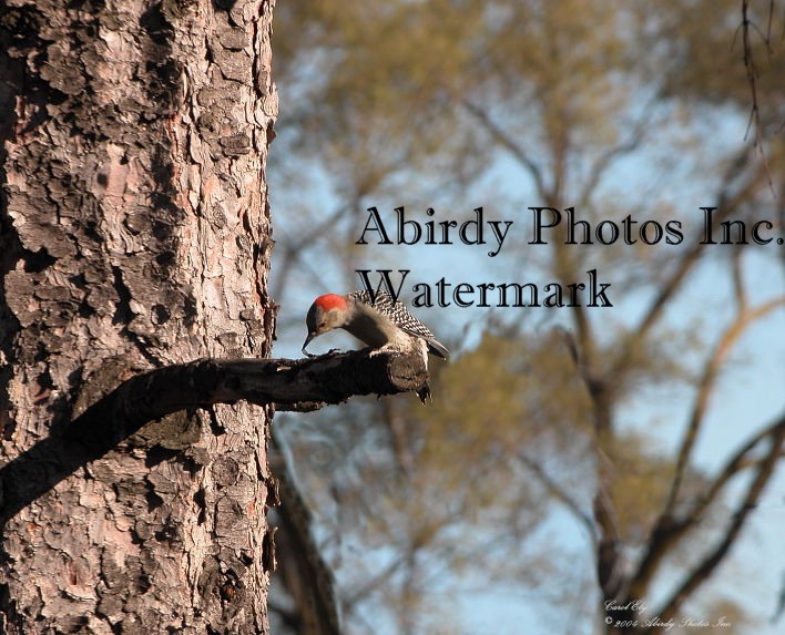 Index of /photogallery/Pictures/Birds/Tree_clinging_Birds/