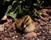 Duckling With Head Down Sitting On Bark