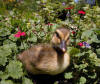 Duckling Standing In Flowers