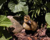 Duckling By Plants And Bark