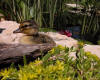 Duckling Sitting By Pond