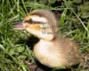 Duckling Head Close-up