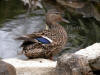 Mallard Female Looking Back