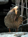 Mallard Female Grooming Feathers