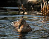 Mallard Female Swimming in Pond