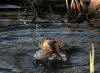 Mallard Female Splashing Bath