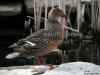 Mallard Female Standing