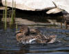 Mallard Female Bathing