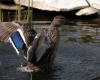 Mallard Female Exercising Wings