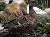 Mallard Female by Rocks on Wet Morning