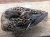 Mallard Female Sleeping