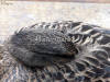 Mallard Female Sleeping Head Close-up