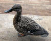 Mallard Female On Steps