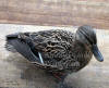 Mallard Female Watching Door
