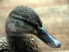 Mallard Female Head Close-up