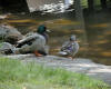 Mallard Pair On Lake Of Egypt