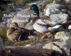 Mallard Duck Pair In Brook Grooming Feathers