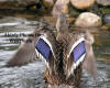 Mallard Duck Female Bathing Wings Photo From Back