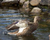 Mallard Duck Female Lifting Wings In Water