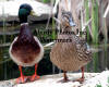 Mallard Pair Facing Camera