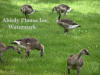 Six Canadian Goslings Grasing In The Grass