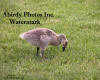 Canadian Gosling Searching For Food In Grass