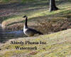 Single Canadian Goose At Waters Edge In Marion