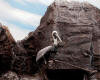 2003_2510 Pelican by Rocks