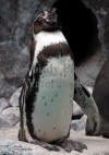 Penguin With Beak Up