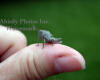 Baby Grasshopper On Thumb