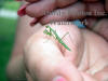 Baby Praying Mantis On Hand