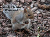 Gray Squirrel Bending Forward With Paws On Chest