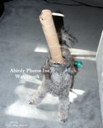 Abby Balancing Tube On Nose Standing On Three Feet