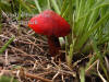 Scarlet Waxy Cap Mushroom In Grass