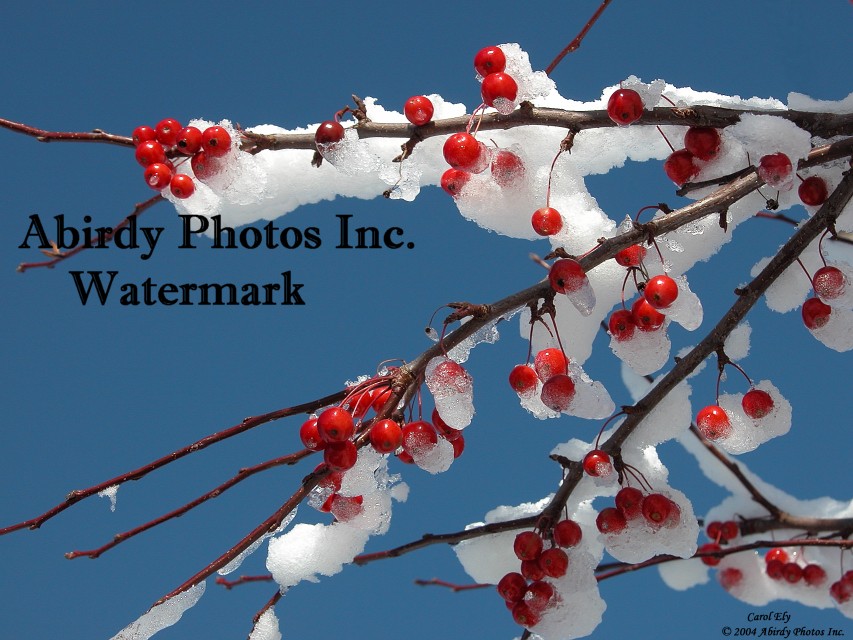 cherry tree branches. Snowy Cherry Tree Branch